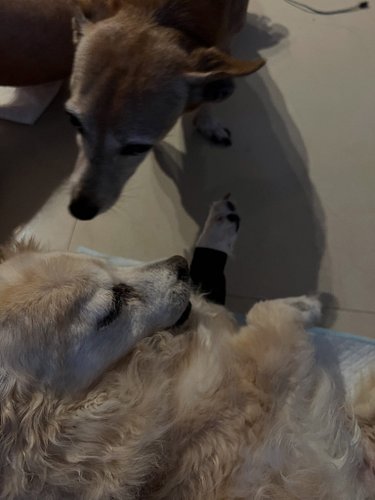 Roxy just passed in my arms. She was surrounded by the pack. Thank you for all your support and for being a part of our famil...