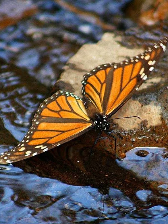 Tour al Santuario de la Mariposa Monarca desde la CDMX product image (2)