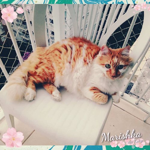 Who's excited about #catober2019 and #Meowlloween ? 😸🍻😺💕 ----- #instameow #meowdels #catsofinstagram #chat #kedi #neko #ネコ部 #...