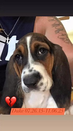 Man this is a hard one! The joy you brought to our family with your big eyes, floppy ears and loud howl is going to be missed...
