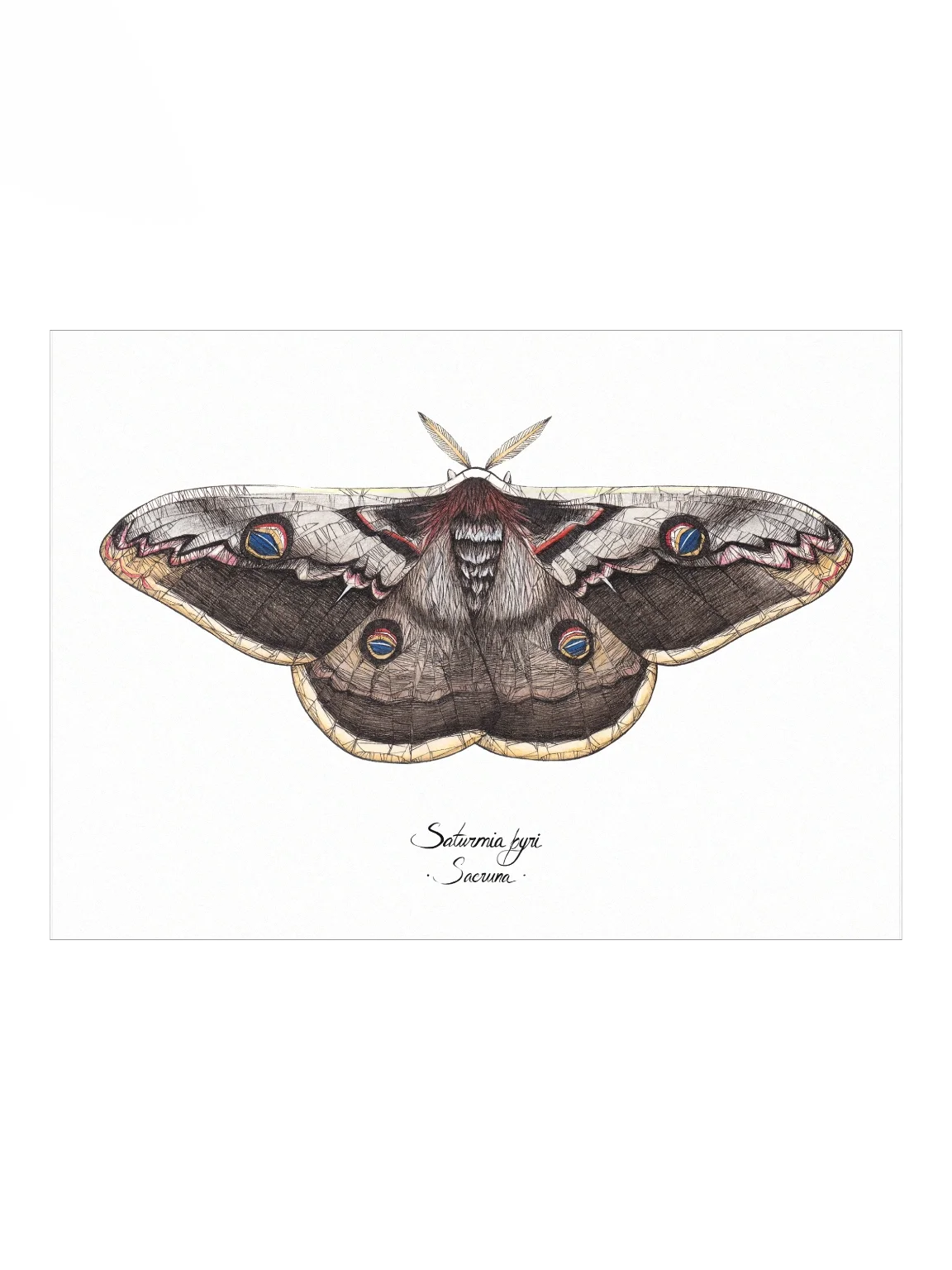 Saturnia Pyri • Print product image (1)