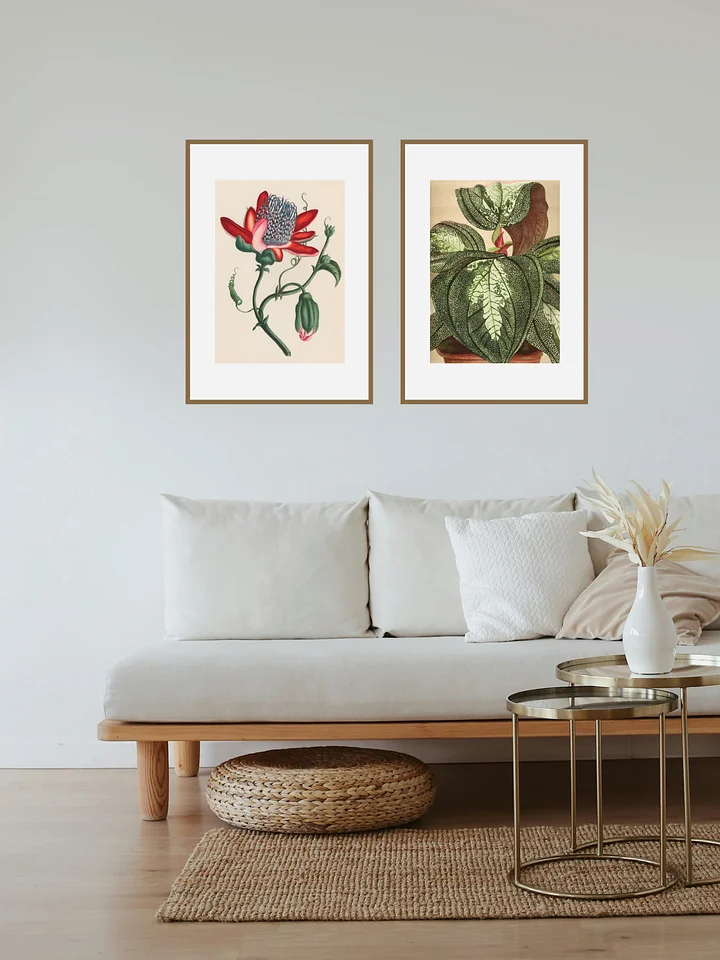 Bertolonia and Red flower product image (2)