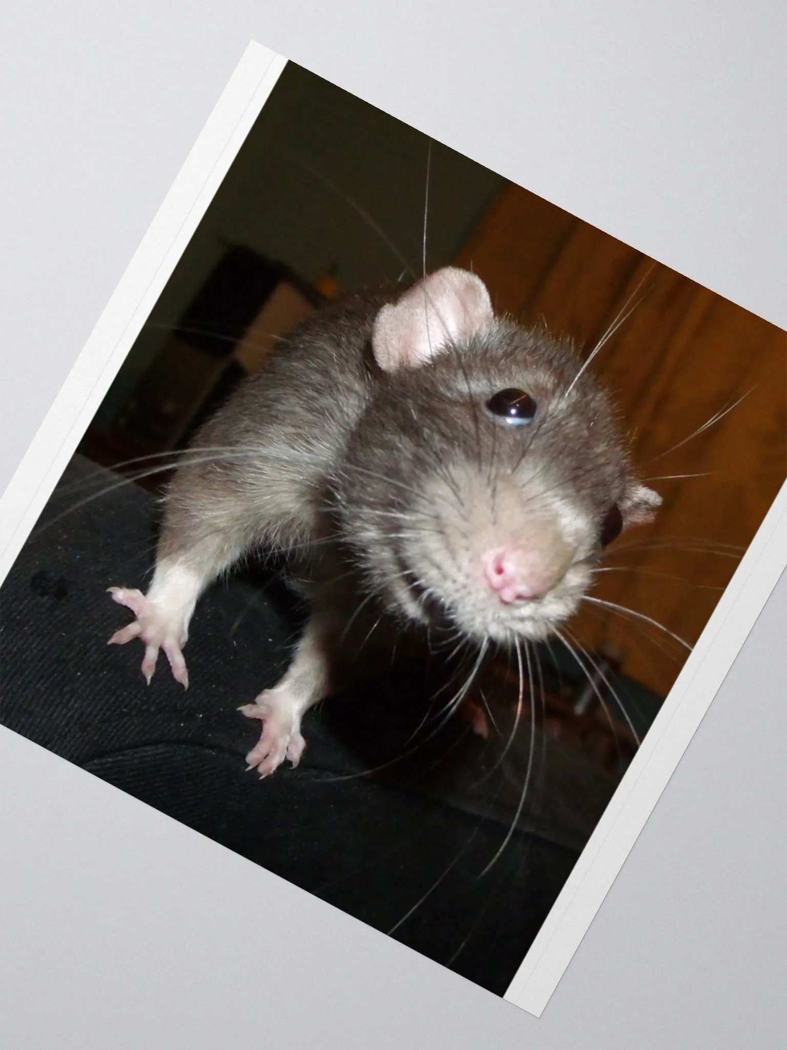 Biff rat sticker product image (4)