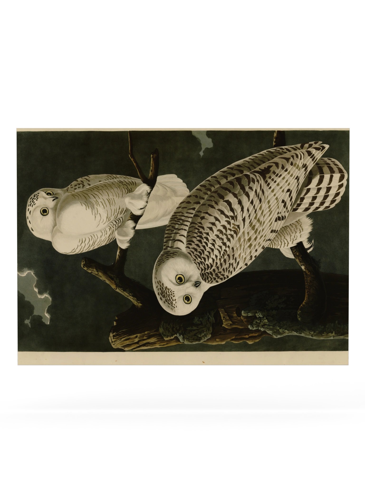 Snowy Owl, Plate 121 – Audubon Poster product image (6)