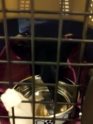 I rescued a crow!
