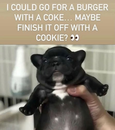 Make sure to check out pibblepalace.com for awesome pibble merch! #blessmybeautifulpibblelife