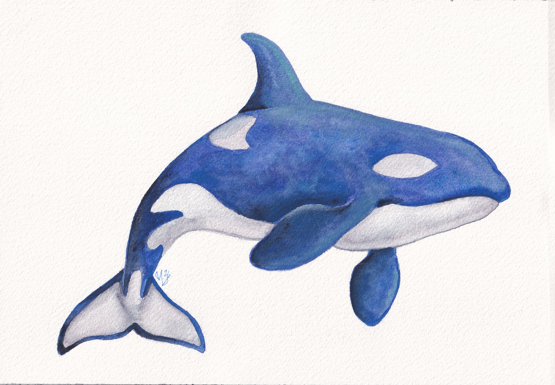 Blue Granulating Orca product image (1)
