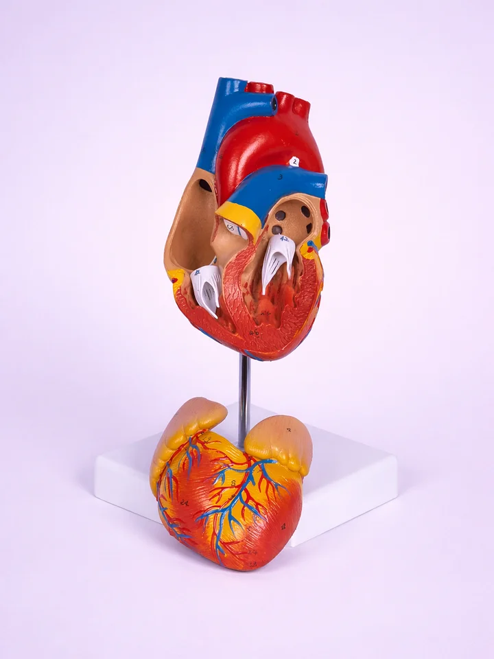 Life-Size Anatomical Heart Model product image (1)