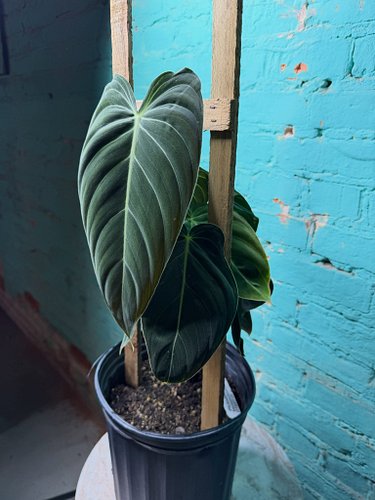 🚨 New arrivals are UP!

It’s 1 o’clock, the plants are loaded, and I think we all know what that means…

Go see what’s new be...