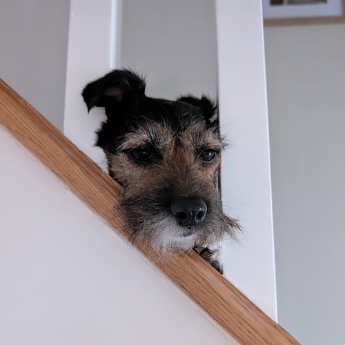 Hello human. Don't mind me, I'm just going to squeeze my face between the bannister spindles and watch you.

#jackrussell #ja...