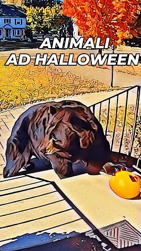 Animali ad Halloween 🐻😼 🐺 🐶 🎃

#doppiaggio #animali #roma #halloween