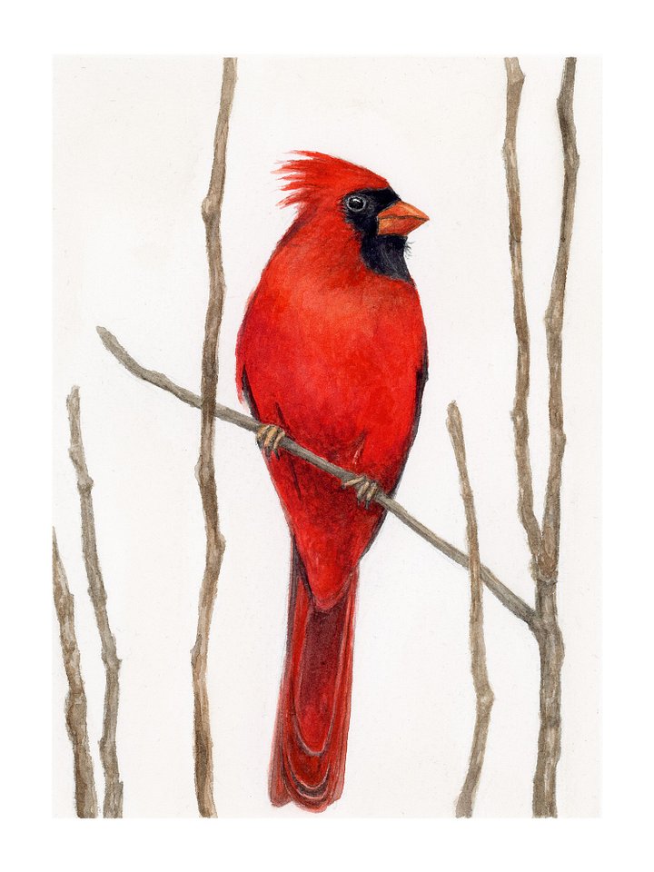 Cardinal - giclée print product image (1)