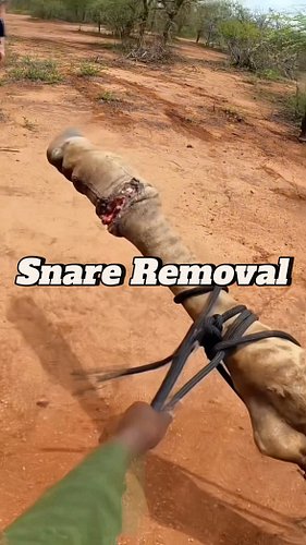 Self-Tightening Snare Removal 😷
Get your practice kits and merch from vetventures-shop.fourthwall.com
#medicalinstagram #vete...