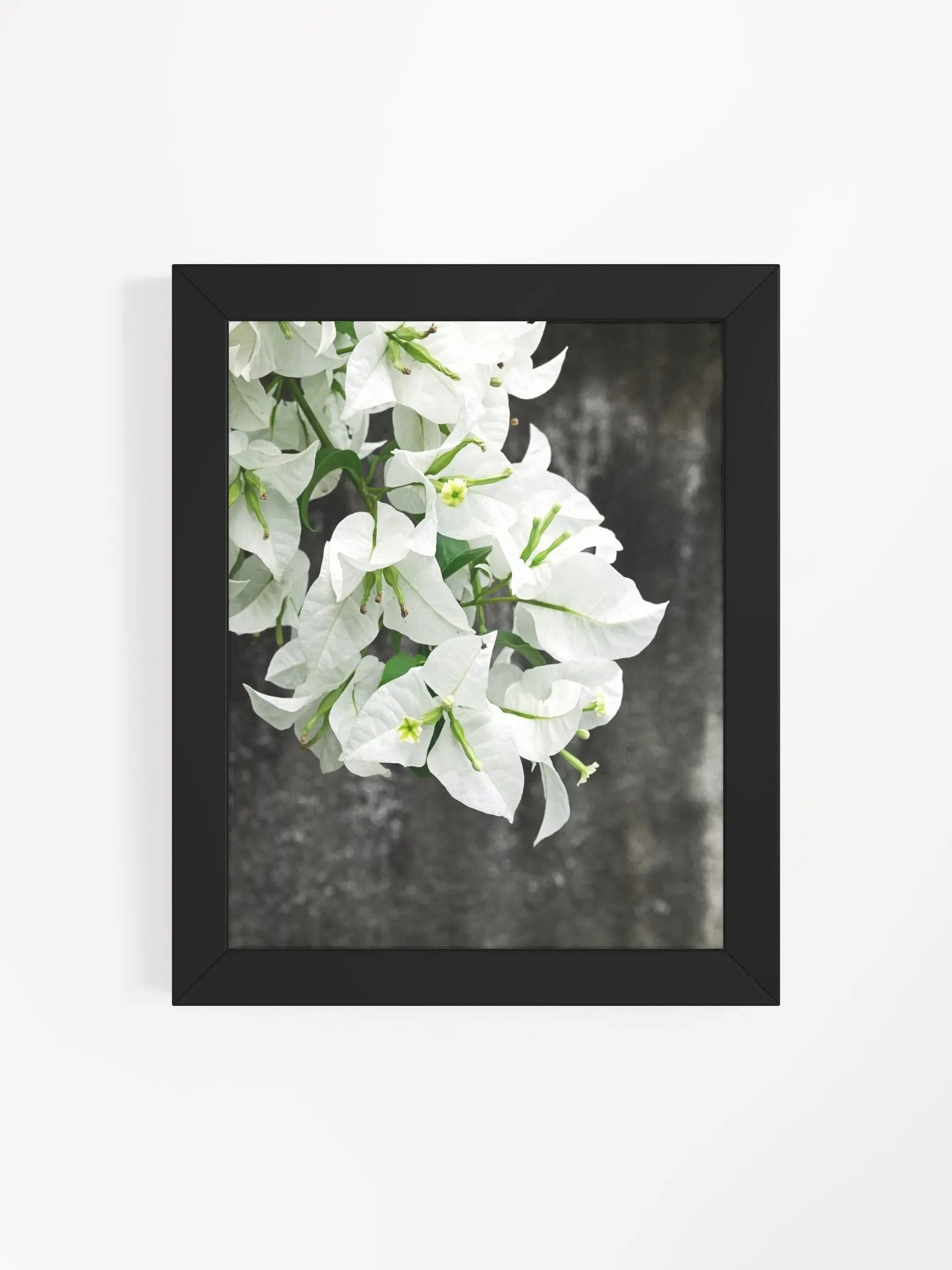 Bougainvillea - Framed art print product image (4)