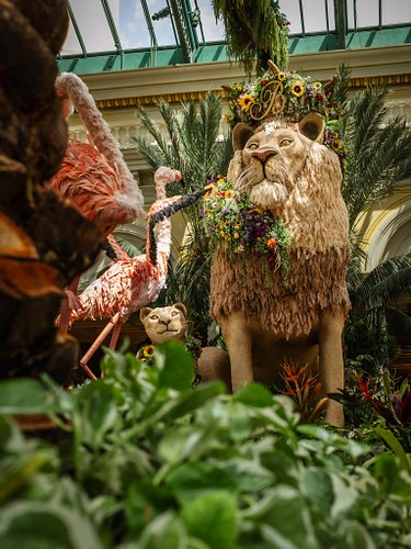 King of the jungle
Bellagio Conservatory