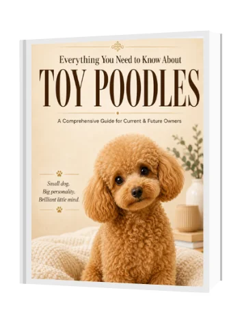 Everything you need to know about Toy Poodles product image (1)