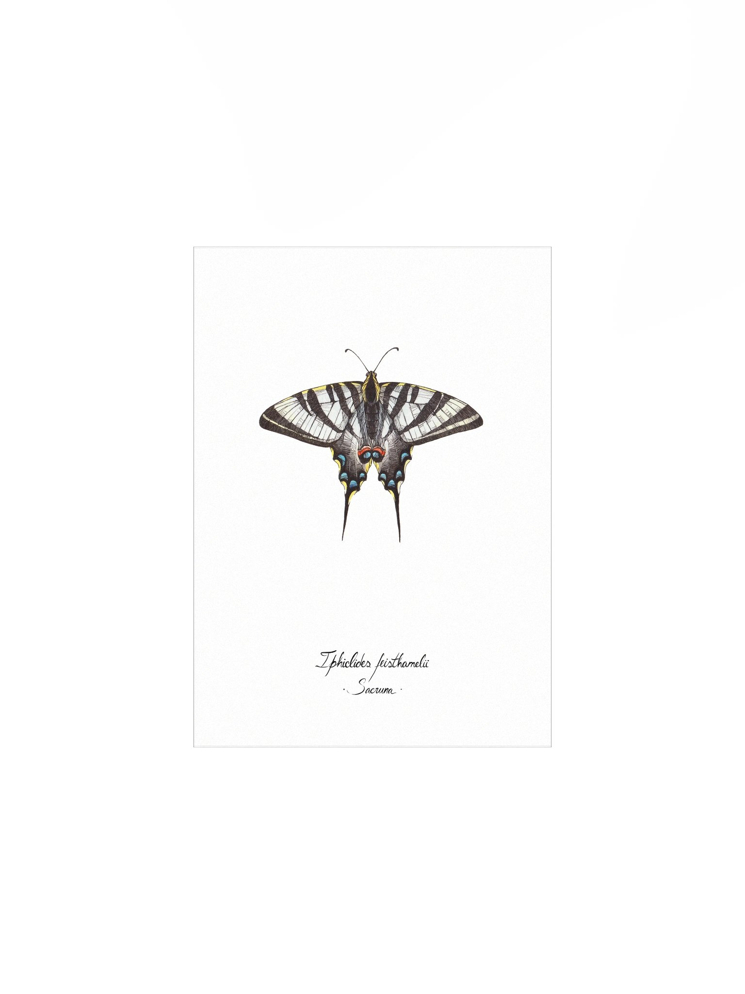 Iphiclides Feisthamelii • Print product image (1)