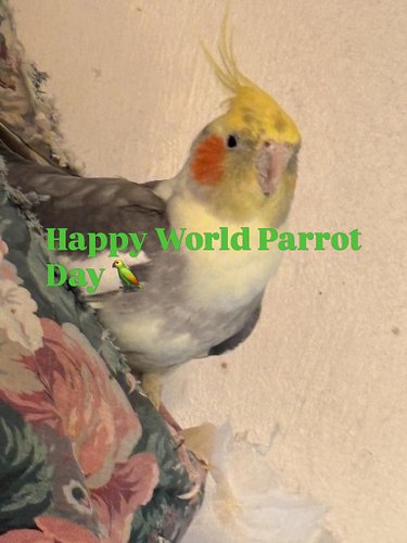 A little late, but Jr says Happy World Parrot Day !!