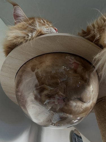 Orion may be 15lbs of cat - but he still fits in his bowls - look at the toe beans! #orionregulusignatius #orionkitty #mainec...