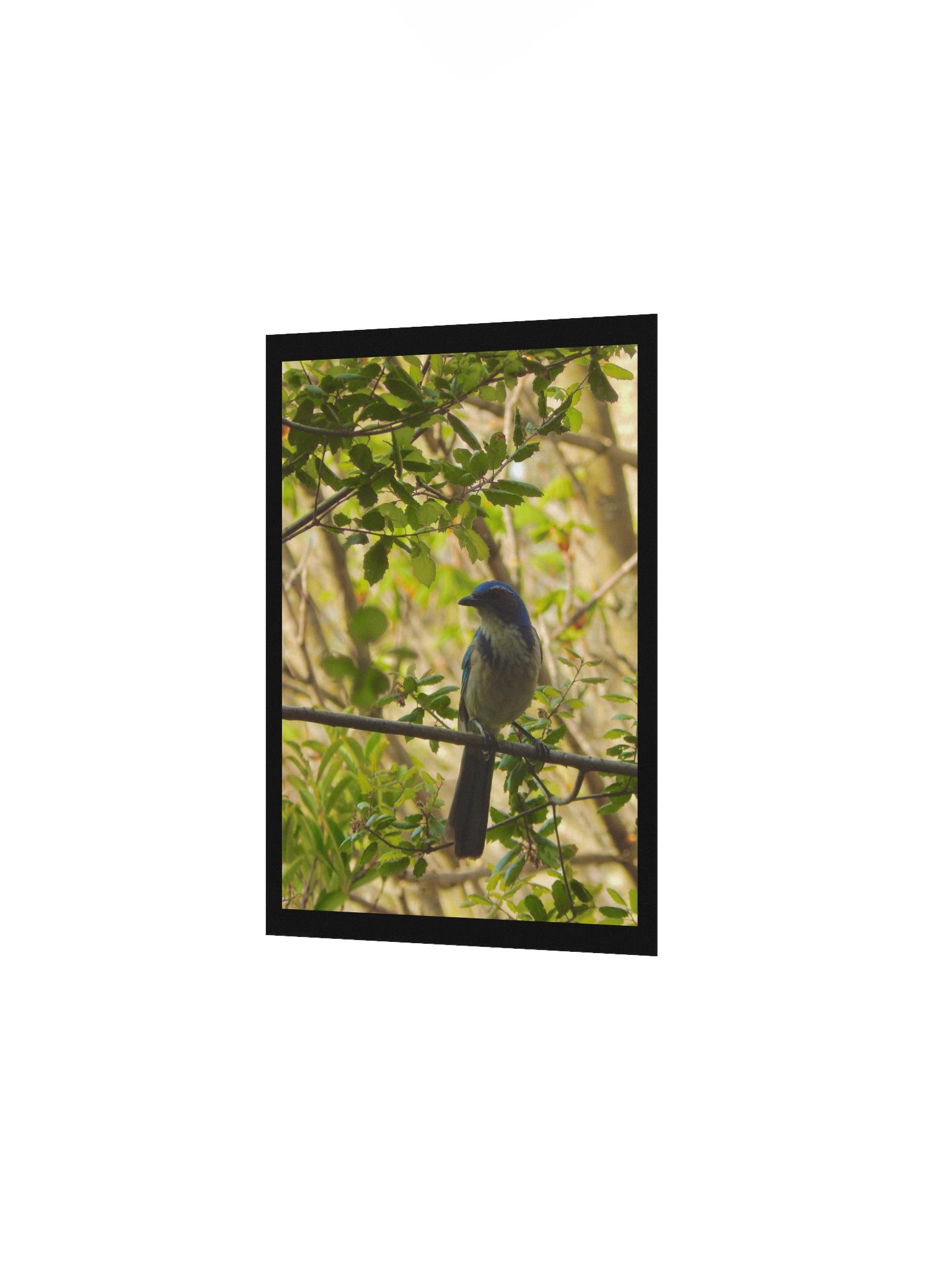 Jay product image (2)