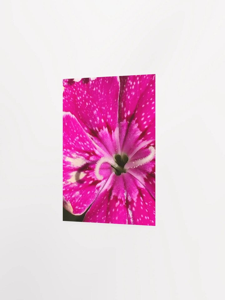 Close- up of Sweet William product image (4)