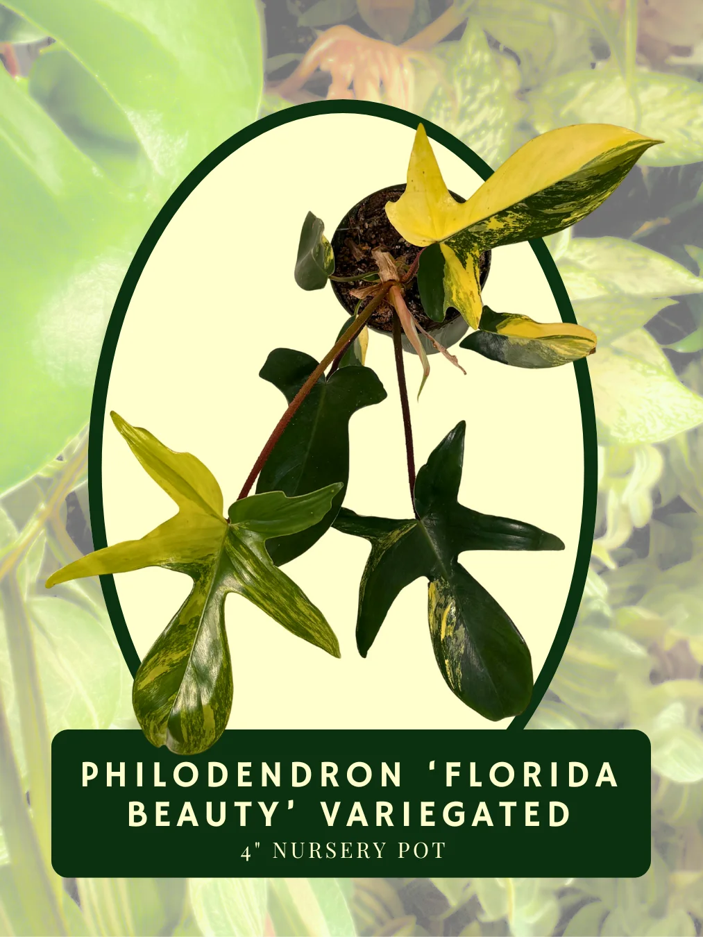 Philodendron Florida Beauty Variegated product image (2)