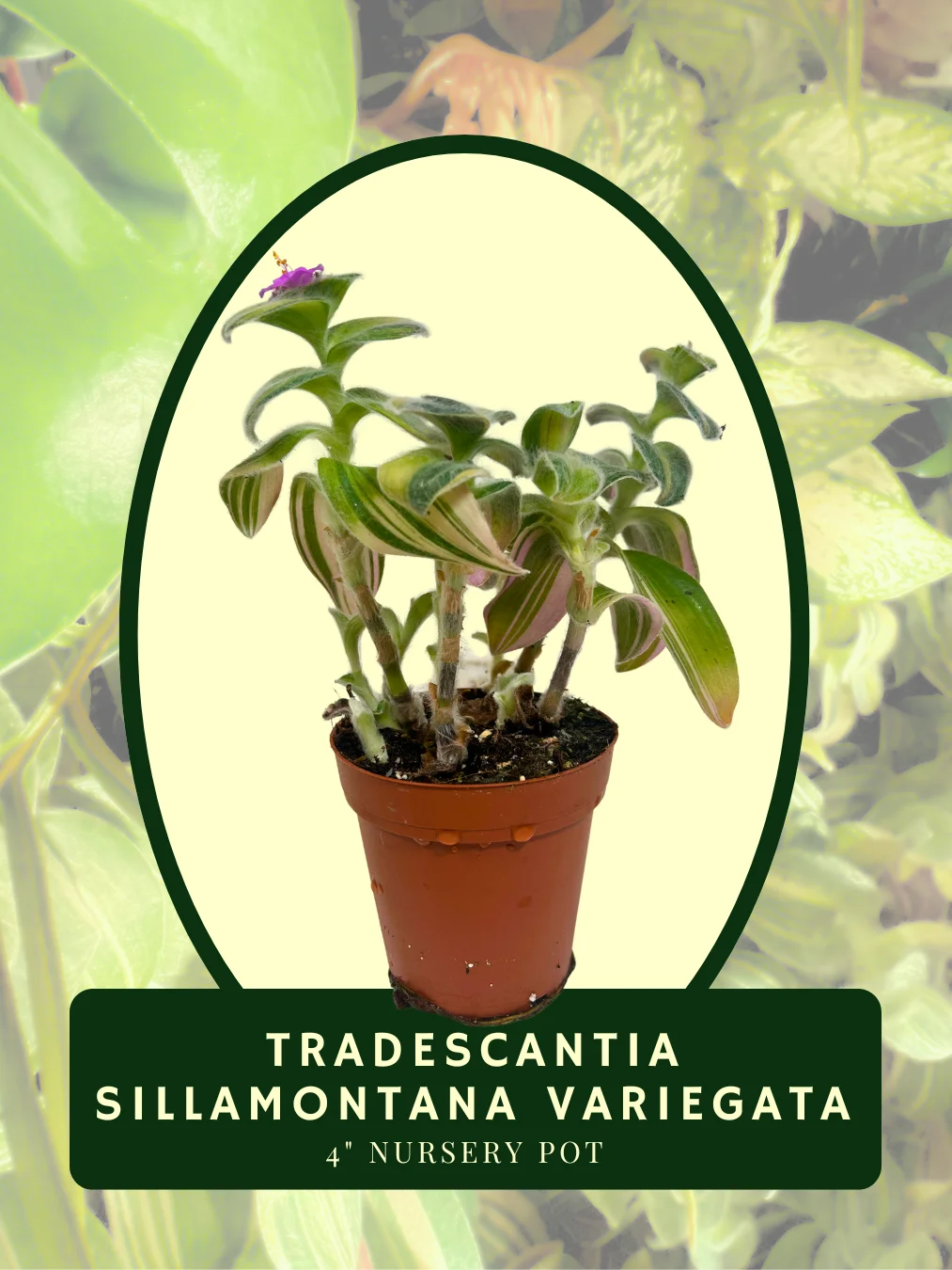 Tradescantia Sillamontana Variegata product image (1)