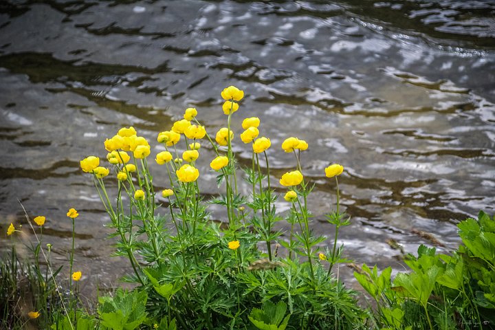 🌿 European Globeflowers – The Golden Lanterns of the Alps product image (1)
