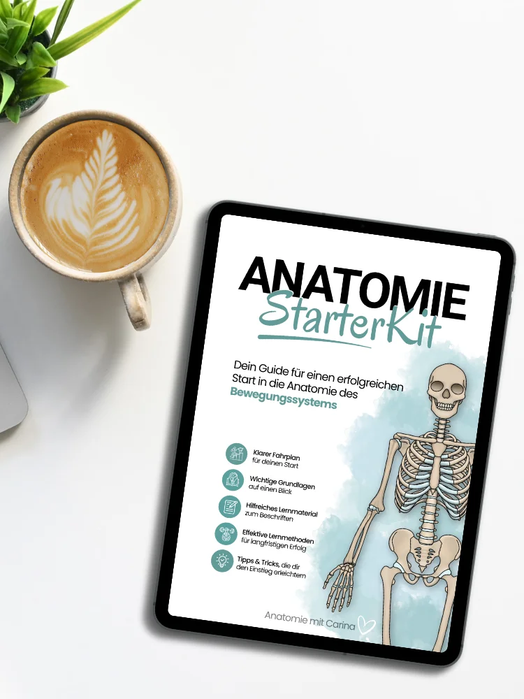 E-Book: Anatomie StarterKit product image (1)