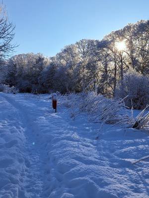 lovely dog walk this morning.  #snow #aberdeenshire 