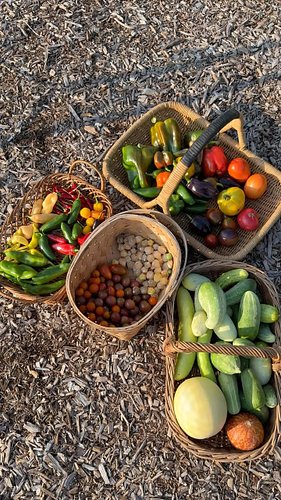 This huge colorful #harvest includes Cucamelons, ground cherries, melons, cucumbers, sweet peppers, spicy peppers, and tomato...