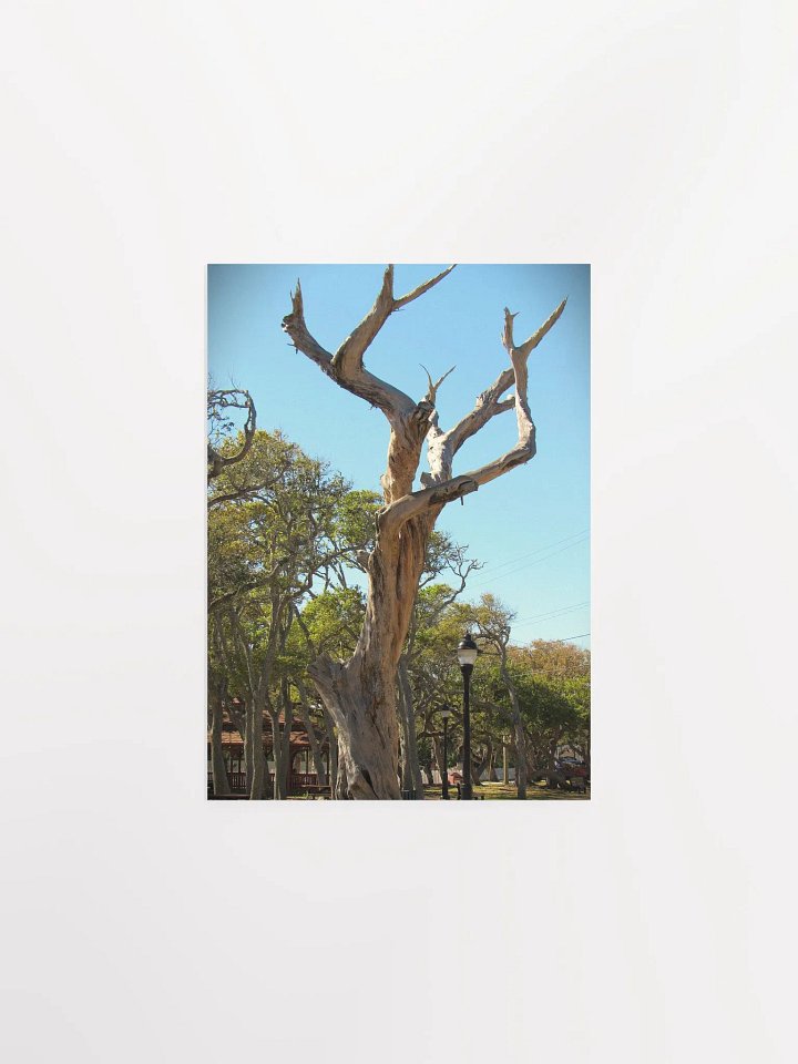 Old Tree product image (8)