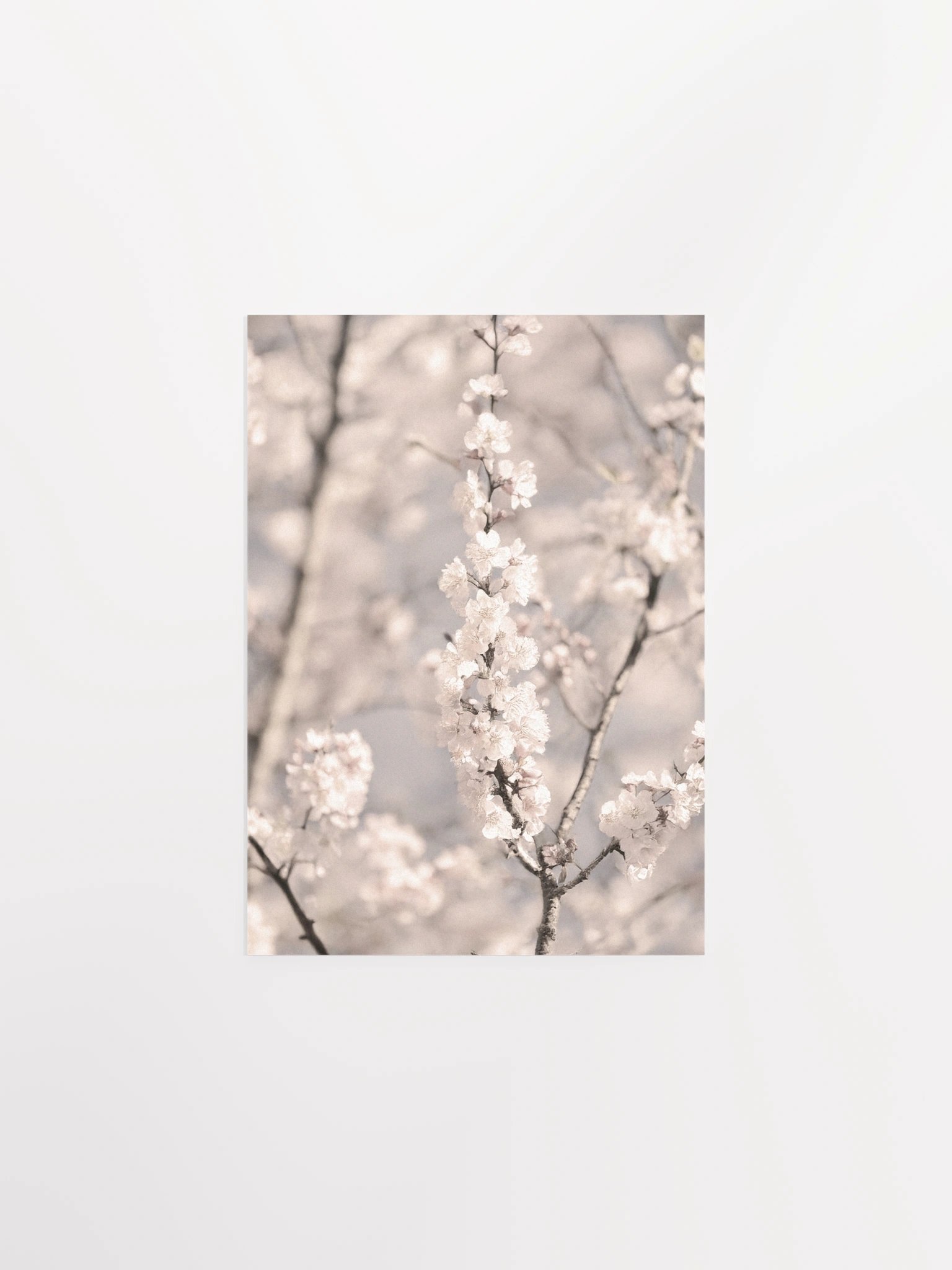 Sakura - Enhanced Matte Paper Poster product image (2)