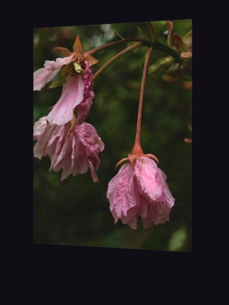 wilted cherry — phone wallpaper | from "holding" | eza product image (3)