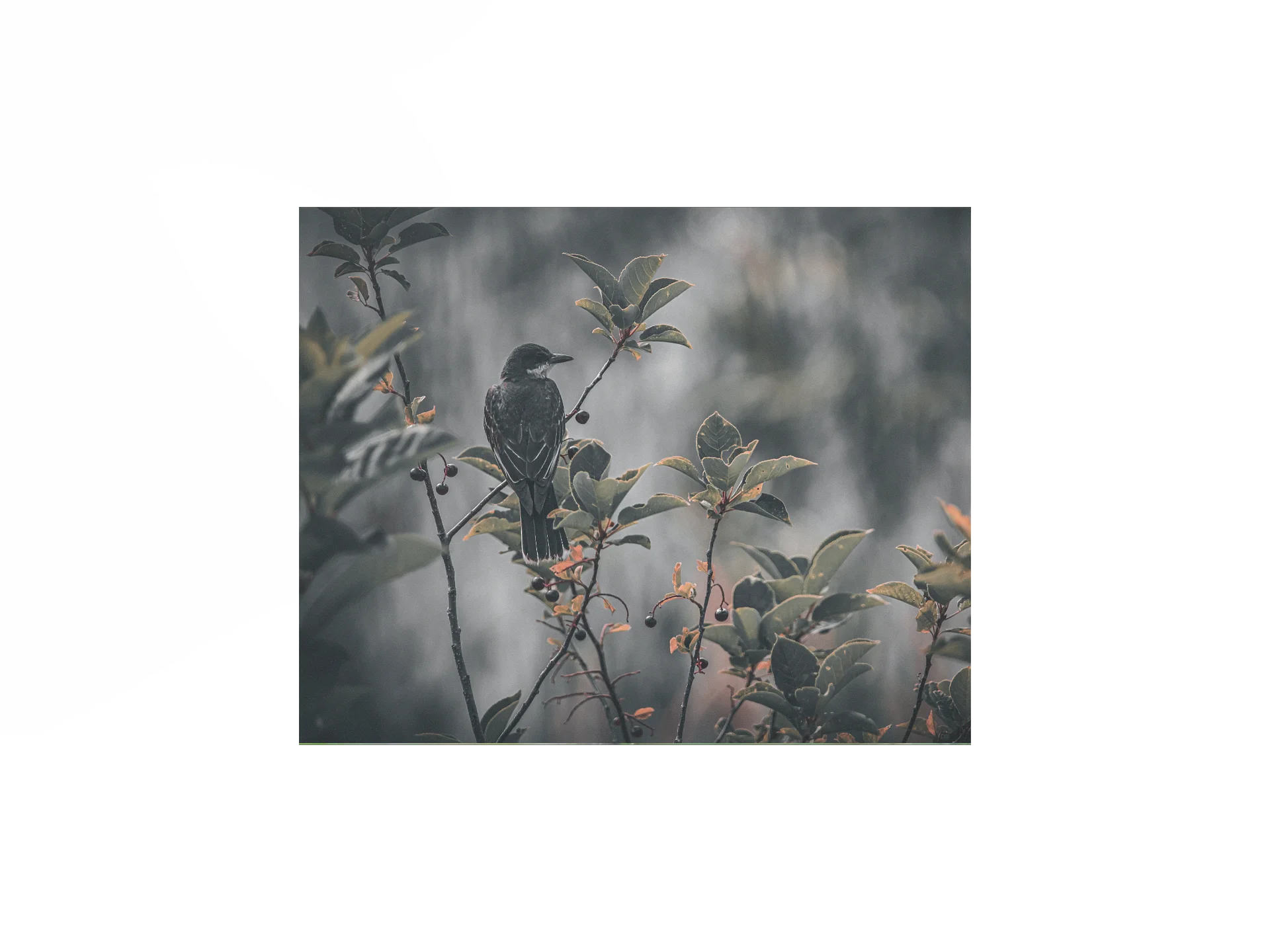 Eastern Kingbird Poster product image (1)
