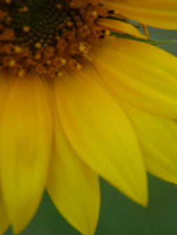 Sunflower Digital Wallpaper Set product image (3)