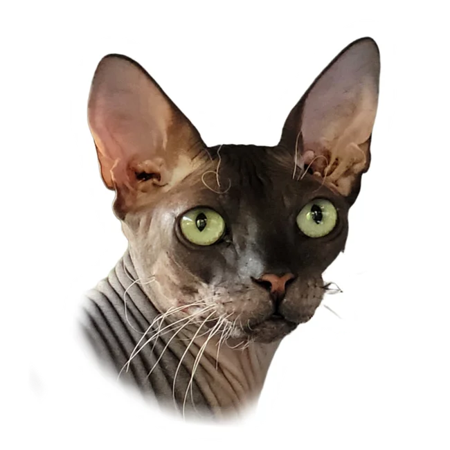 Lord Beerus
