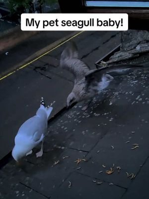 Trying to hand feed the babies! 🥹 #fyp #foryou #seagull #babies #feedingsteven