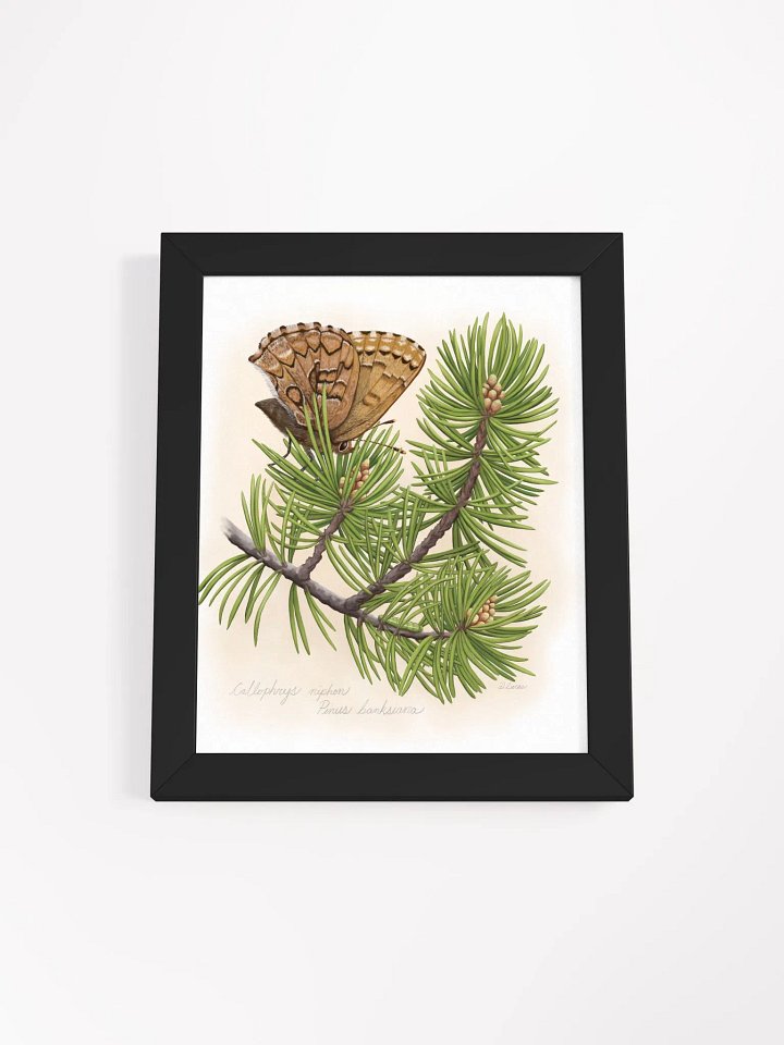 Eastern Pine Elfin Butterfly product image (8)