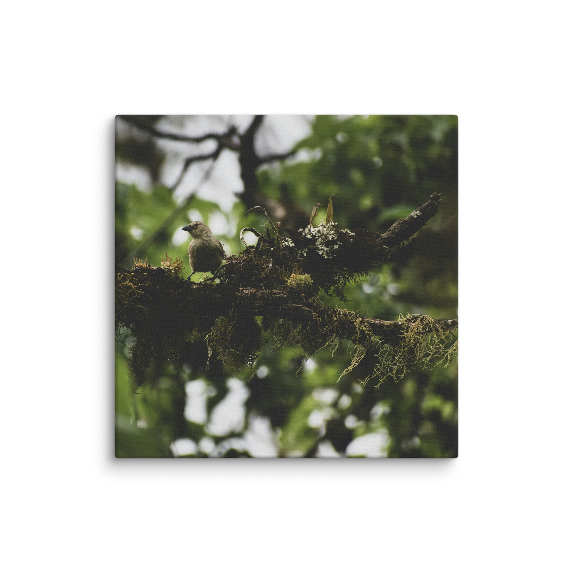 Galapagos Finch on Mossy Branch product image (12)