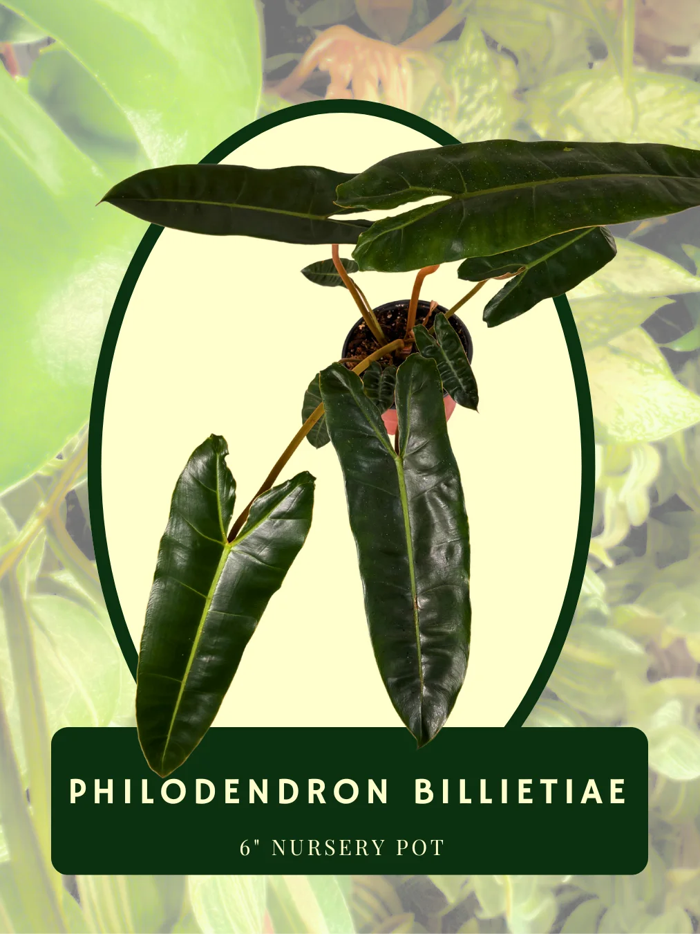 Philodendron Billietiae product image (2)