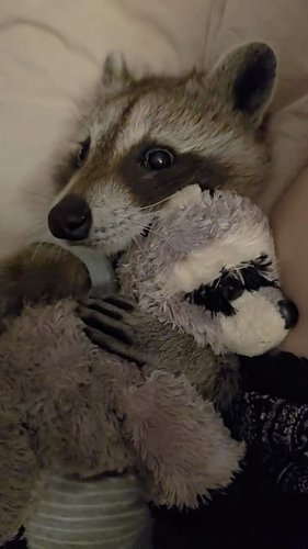 He loves his teddy bear as much as we love raccoons 🥹🦝❤️ If you’re obsessed with trash pandas too, you might love what’s on o...