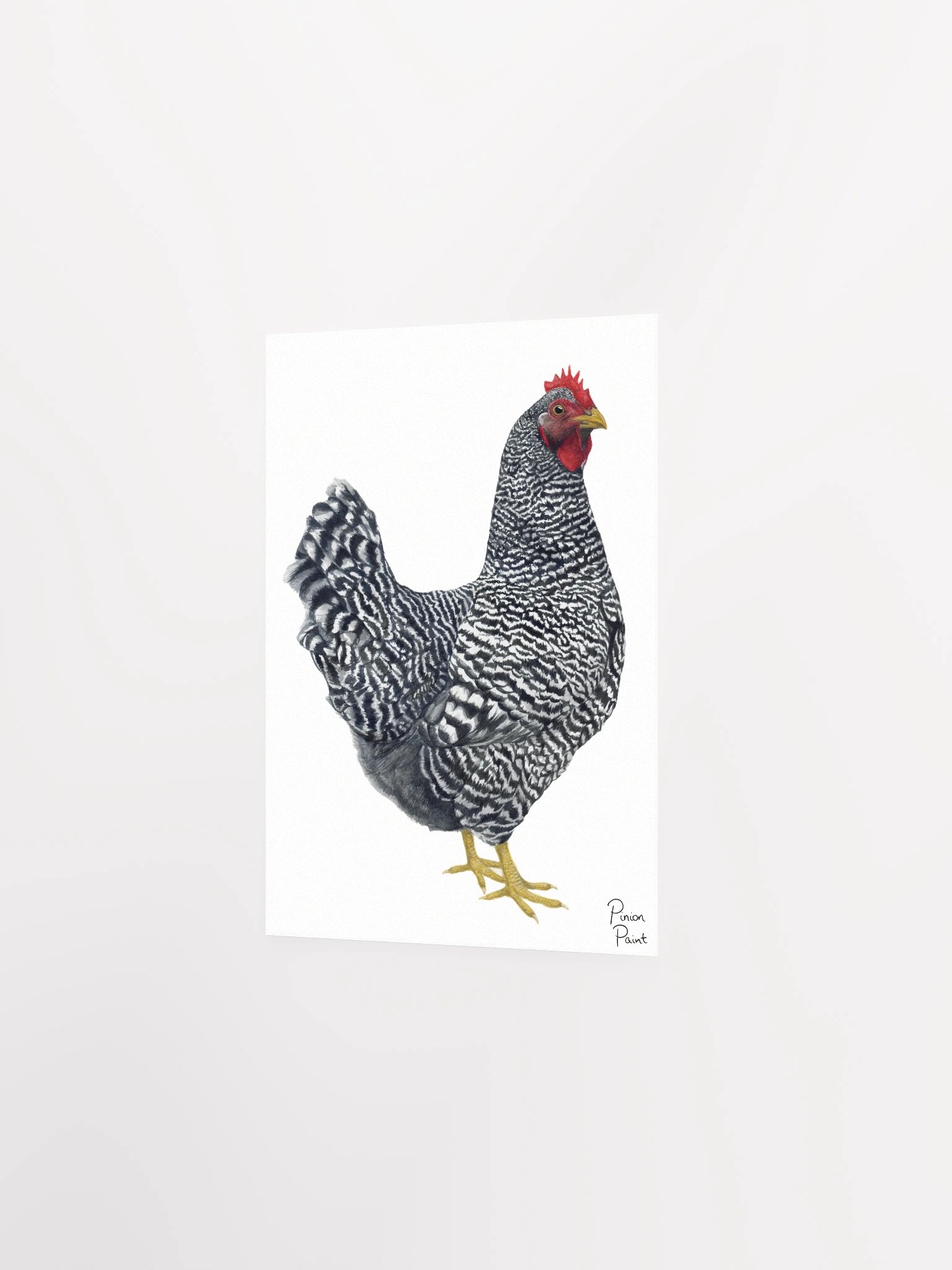 Plymouth Rock Chicken print product image (4)
