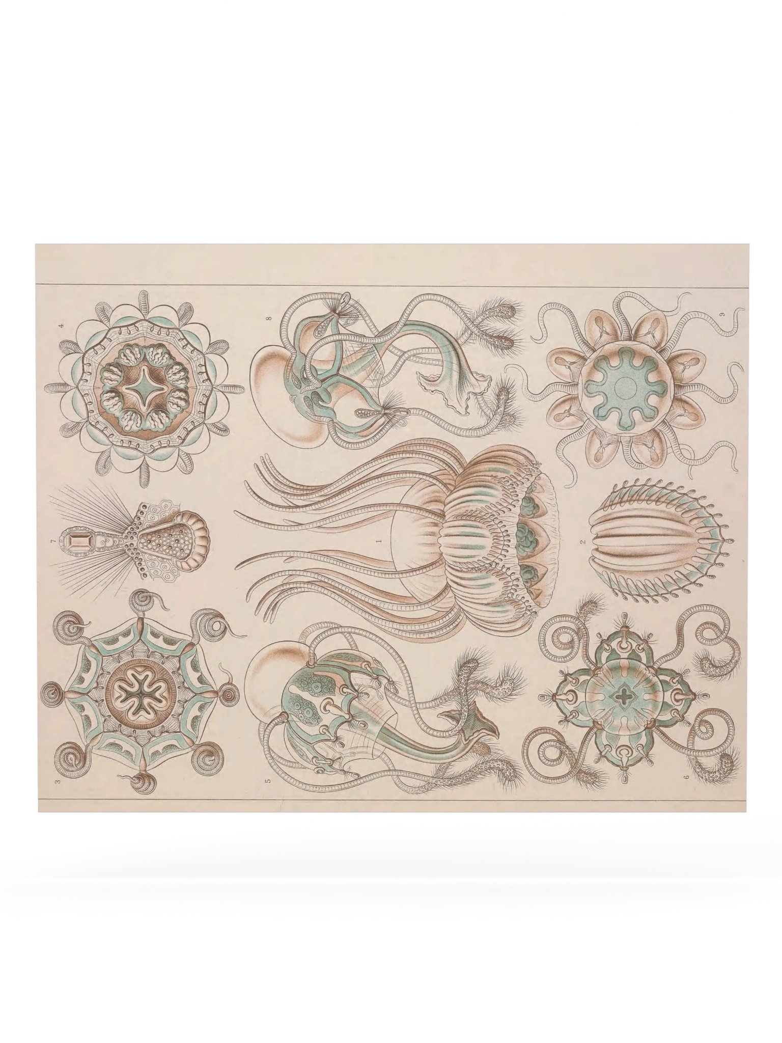 Narcomedusae, Plate 16 – Haeckel Poster product image (6)