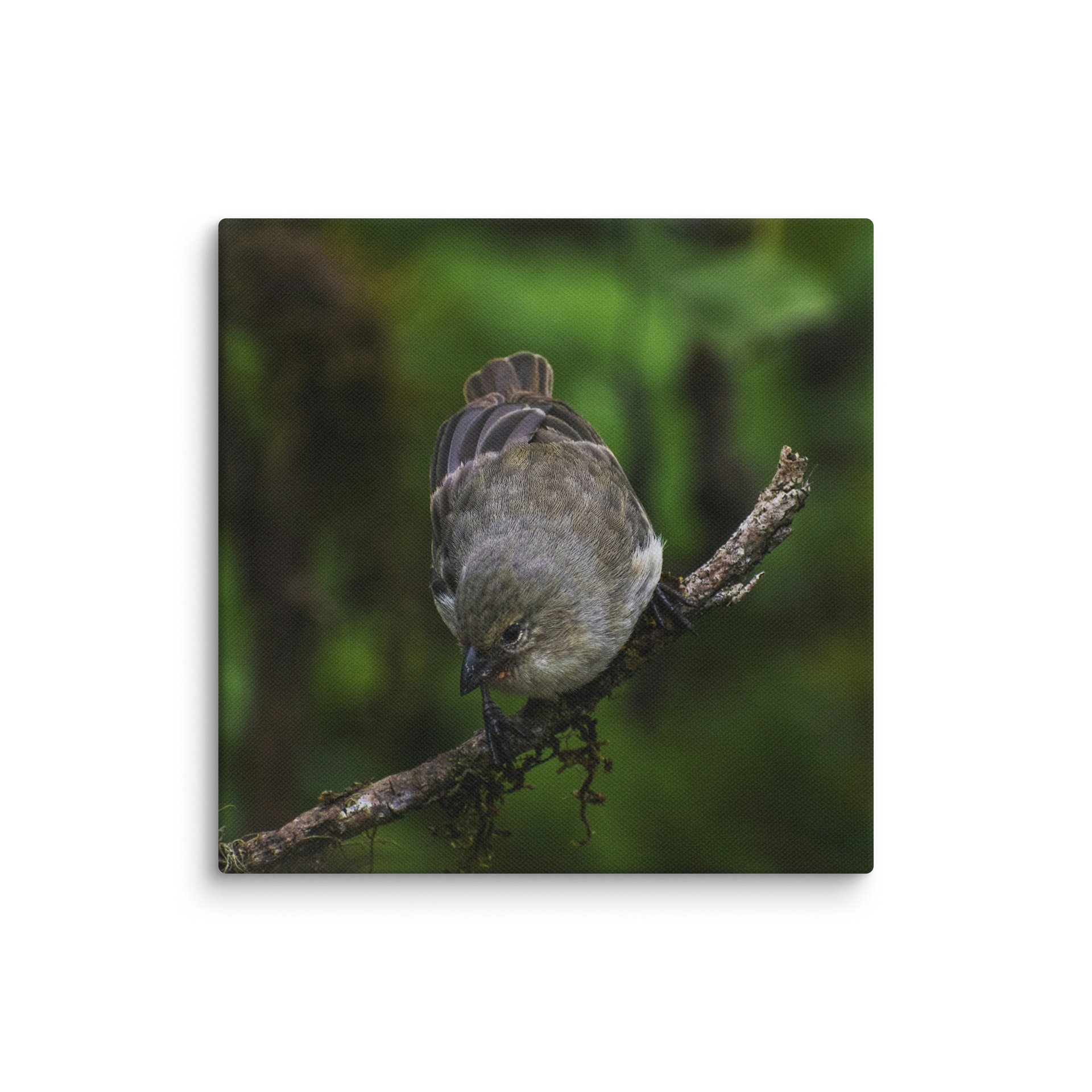Galapagos Finch on Branch product image (10)
