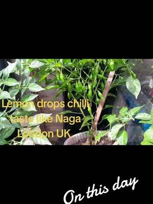 #onthisday Lemon drops chilli plant #plants #likesherfollow #garden #london 
