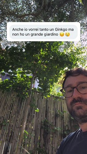 yes you can 🪴🌳

#ginkgo #plantlover #giardinaggio #piantedaesterno #makethejungle