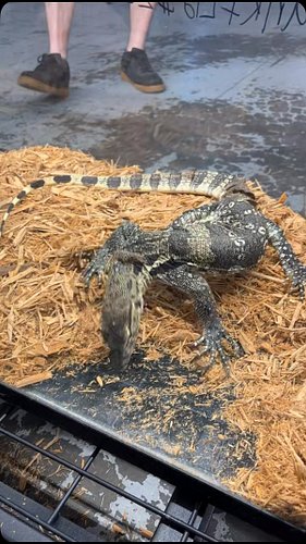 This monitor was cool af. @aquashella really increases my desire to have a lizard every year . #aquashella #aquashellaNJ #aqu...