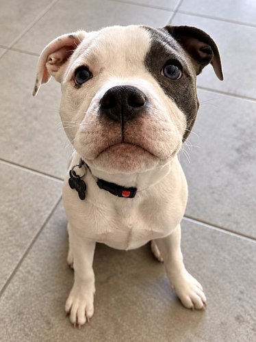Freya is four months old, and while her puppy breath is slowly fading, her cuteness is going through the roof! Those gorgeous...