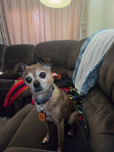 Happy Gotcha Day to Chuck! He's 10 years old today! And he's the goodest birthday boy!